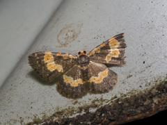 Peratophyga flavomaculata