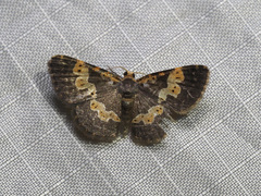 Peratophyga flavomaculata