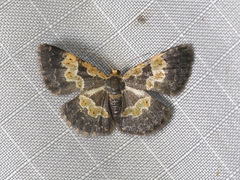 Peratophyga flavomaculata