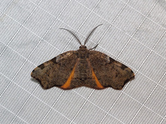 Achrosis