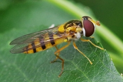 Epistrophe melanostoma