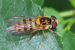 Epistrophe melanostoma