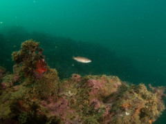 Ctenolabrus rupestris