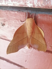 Adeloneivaia