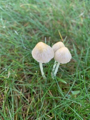 Bolbitius titubans titubans