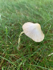 Bolbitius titubans titubans