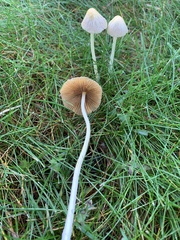 Bolbitius titubans titubans