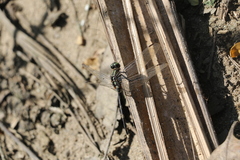 Orthetrum sabina