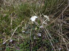 Weldenia candida
