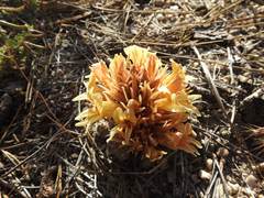 Aphyllon californicum feudgei