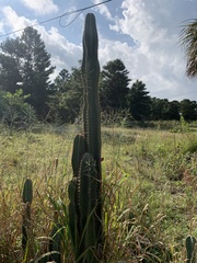 Cereus jamacaru