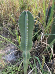 Cereus jamacaru