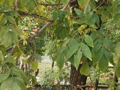 Fraxinus chinensis