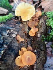 Fungi