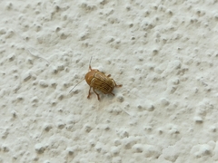 Cryptocephalus umbonatus