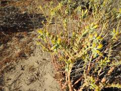 Dudleya cultrata