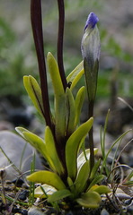 Gentianopsis detonsa nesophila