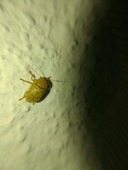 Cryptocephalus umbonatus