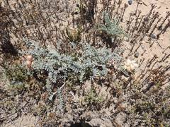 Astragalus anemophilus