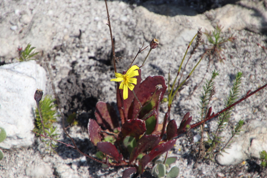 Othonna multicaulis, Houwhoek summit ridge upper, Houwhoek Mountains