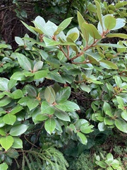 Laurus azorica