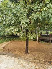 Fraxinus chinensis