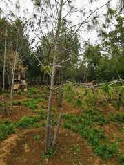 Pinus bungeana
