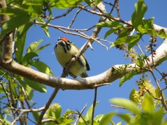 Pogoniulus pusillus