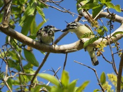 Pogoniulus pusillus