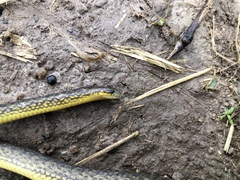 Atractus