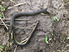Atractus