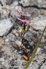 Disa obliqua