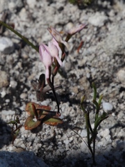 Disa obliqua