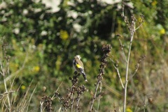 Carduelis carduelis
