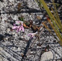 Disa obliqua