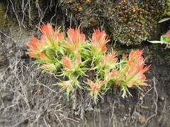 Castilleja moranensis