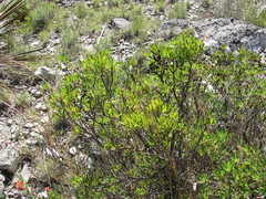 Comarostaphylis polifolia