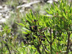 Comarostaphylis polifolia