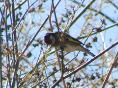 Carduelis carduelis