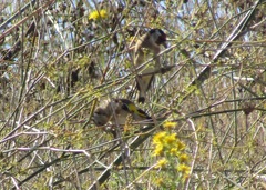 Carduelis carduelis