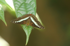 Sumalia daraxa