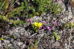 Sebaea sulphurea