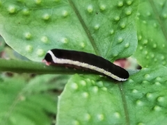 Lepidoptera