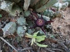 Duvalia caespitosa caespitosa