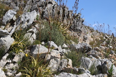 Grubbia tomentosa