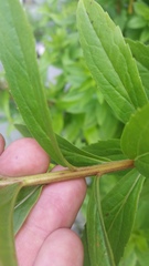 Solidago lepida salebrosa