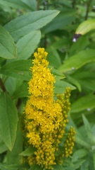 Solidago lepida salebrosa