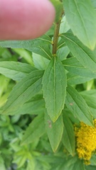 Solidago lepida salebrosa