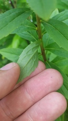 Solidago lepida salebrosa