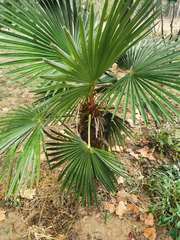 Trachycarpus fortunei